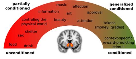ventral striatum|A universal role of the ventral striatum in reward.